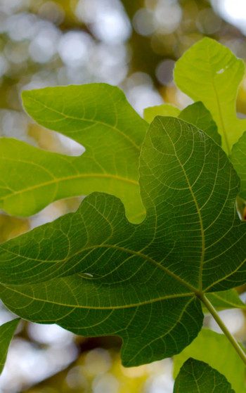 Без фигового листочка - Анатолий Мариенгоф